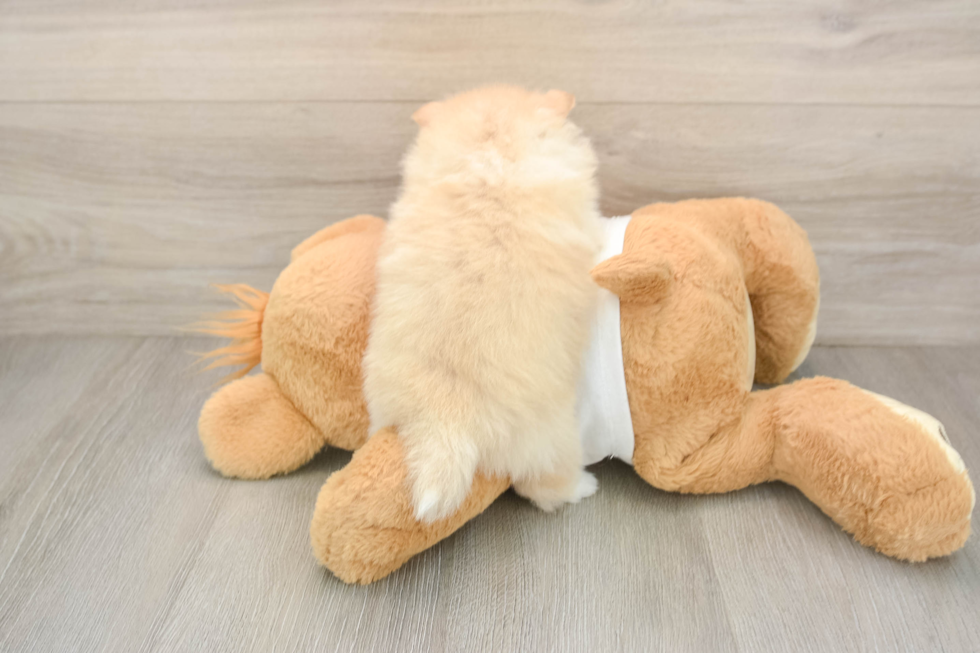 Fluffy Swergspitz Purebred Puppy