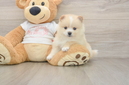 Pomeranian Puppy for Adoption