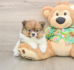 8 week old Pomeranian Puppy For Sale - Puppy Love PR
