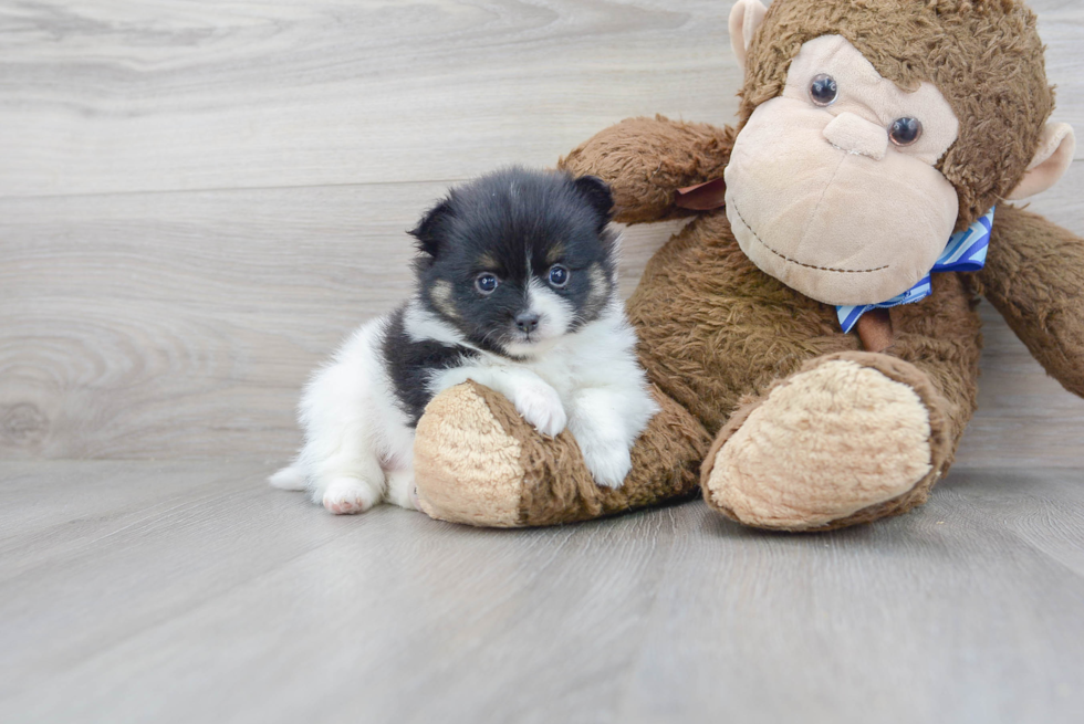 Pomeranian Pup Being Cute