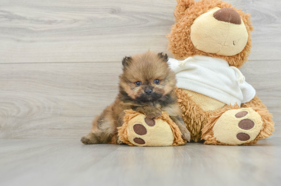 5 week old Pomeranian Puppy For Sale - Puppy Love PR