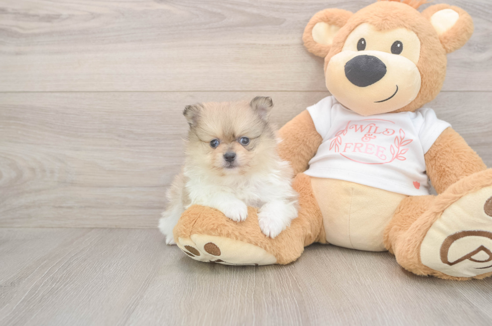6 week old Pomeranian Puppy For Sale - Puppy Love PR
