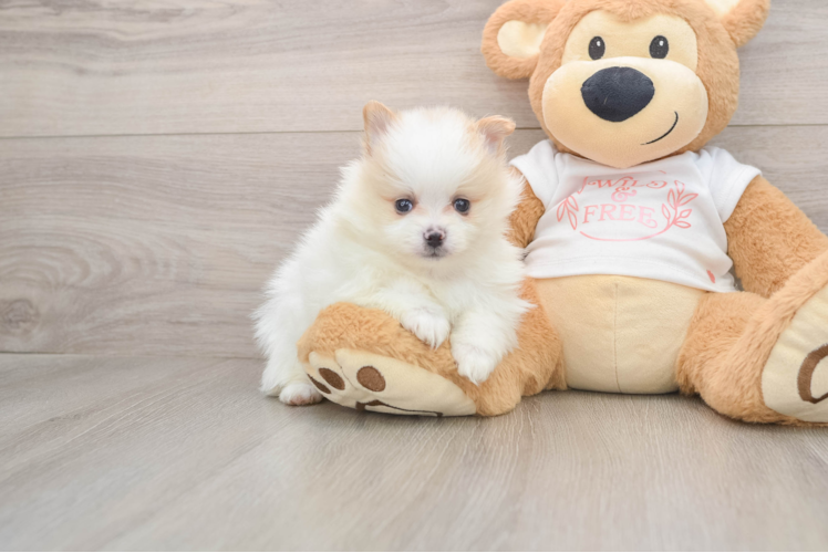Pomeranian Puppy for Adoption