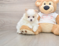 6 week old Pomeranian Puppy For Sale - Puppy Love PR