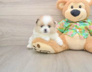 8 week old Pomeranian Puppy For Sale - Puppy Love PR