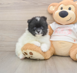 6 week old Pomeranian Puppy For Sale - Puppy Love PR