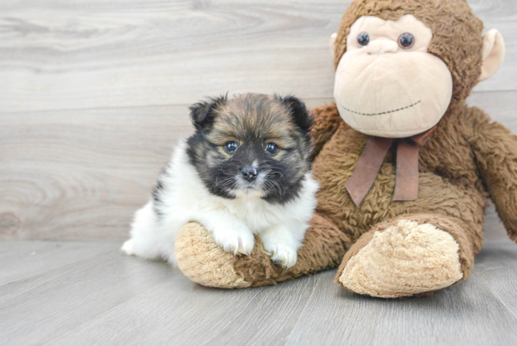 Meet Finny - our Pomeranian Puppy Photo 1/3 - Puppy Love PR Little Pomeranian Baby