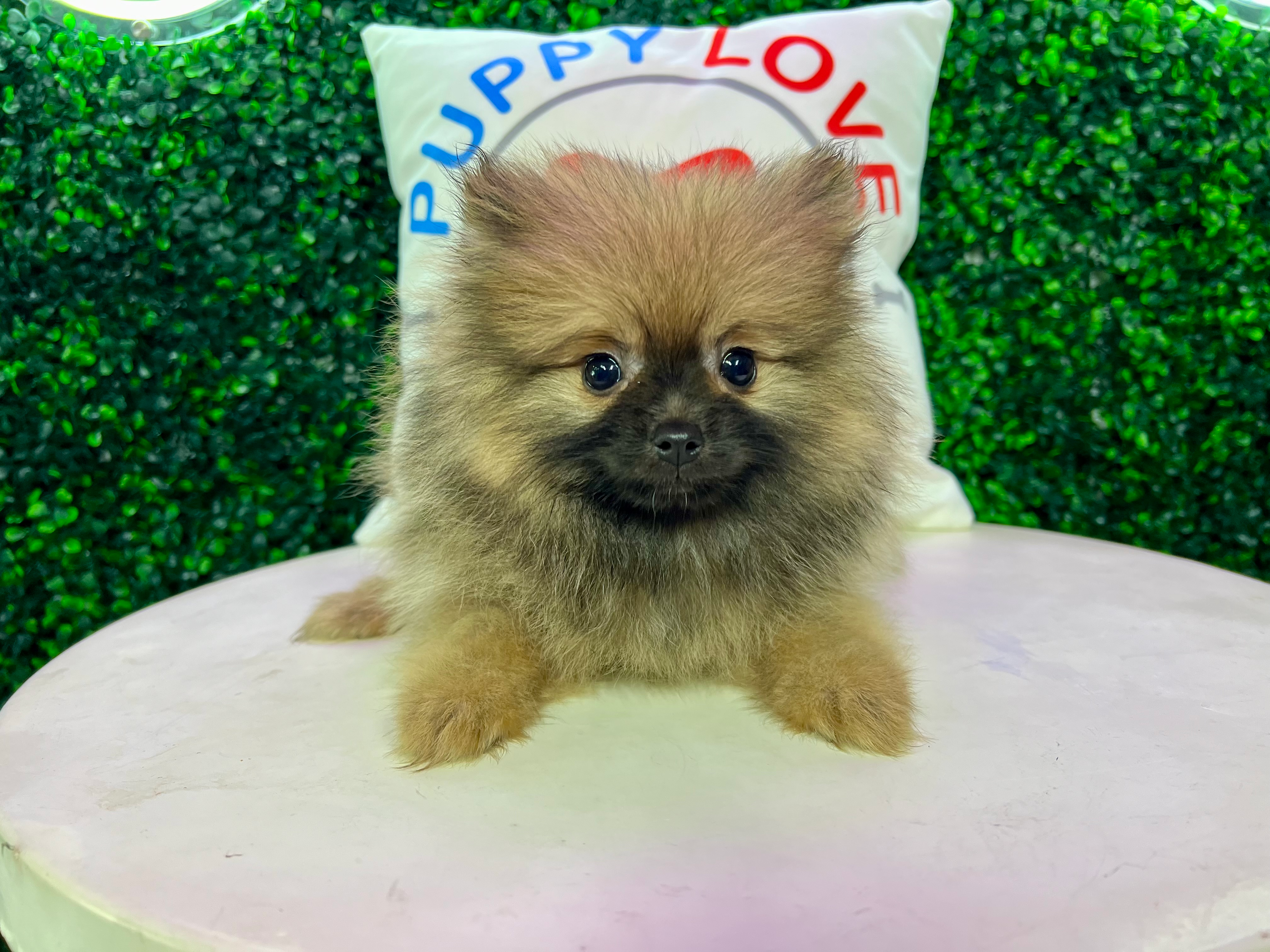 Pomeranian Pup Being Cute
