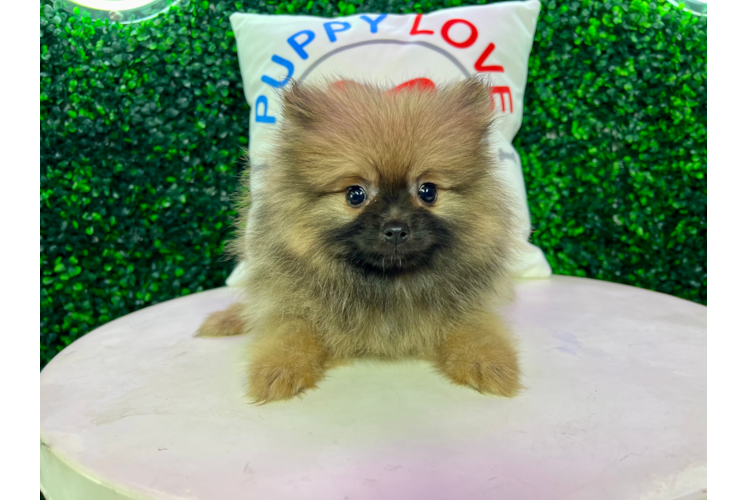 Meet Fluffy - our Pomeranian Puppy Photo 1/4 - Puppy Love PR Pomeranian Pup Being Cute