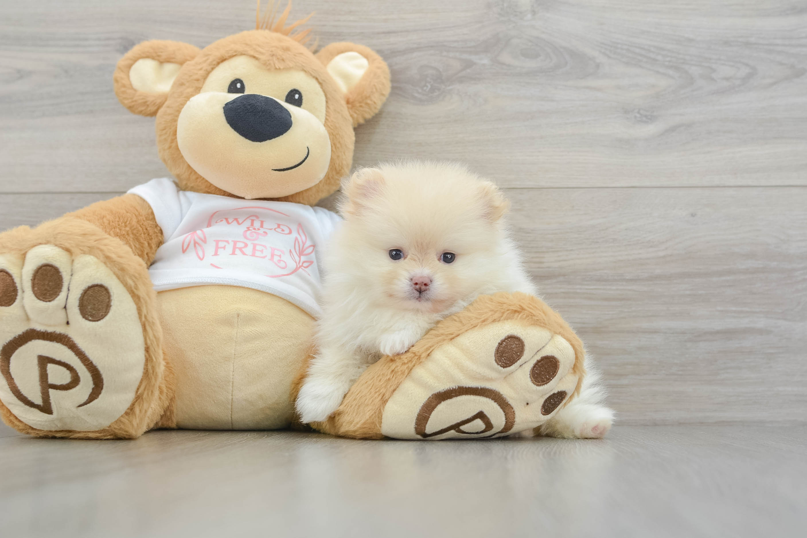 Pomeranian Pup Being Cute