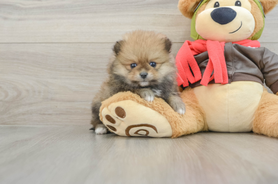Happy Pom Dog Purebred Puppy