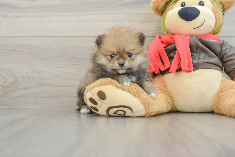Meet Fluffy - our Pomeranian Puppy Photo 1/3 - Puppy Love PR Happy Pom Dog Purebred Puppy