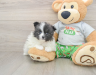 8 week old Pomeranian Puppy For Sale - Puppy Love PR