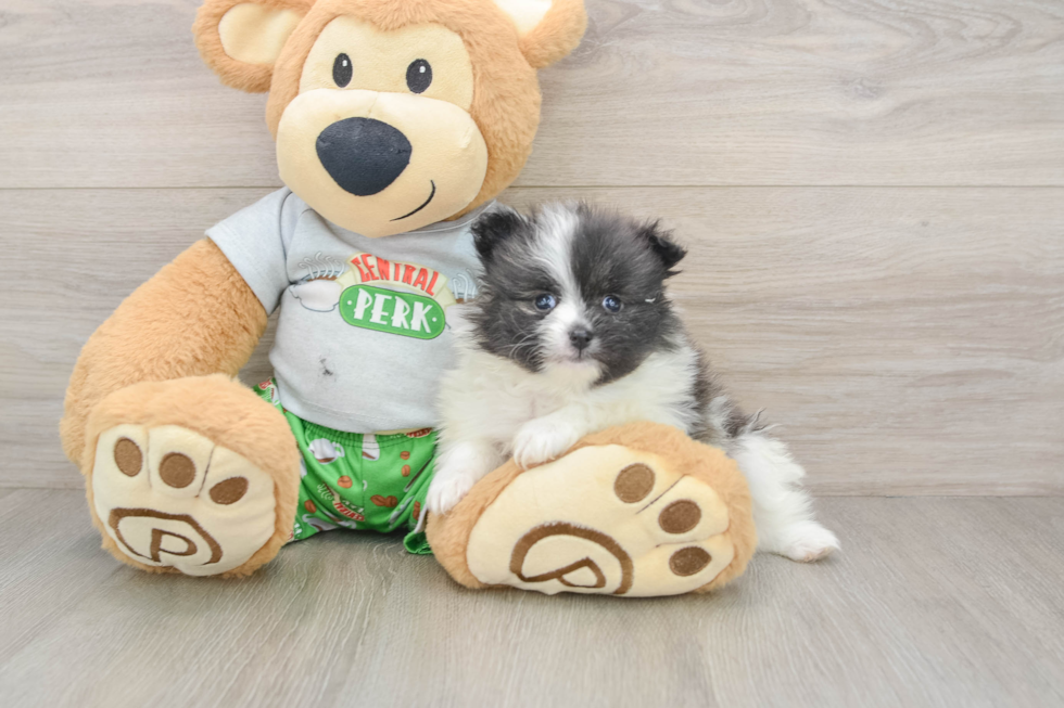 Popular Pomeranian Purebred Pup