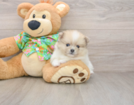 5 week old Pomeranian Puppy For Sale - Puppy Love PR