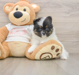 7 week old Pomeranian Puppy For Sale - Puppy Love PR