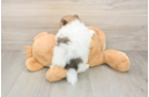 Best Pomeranian Baby