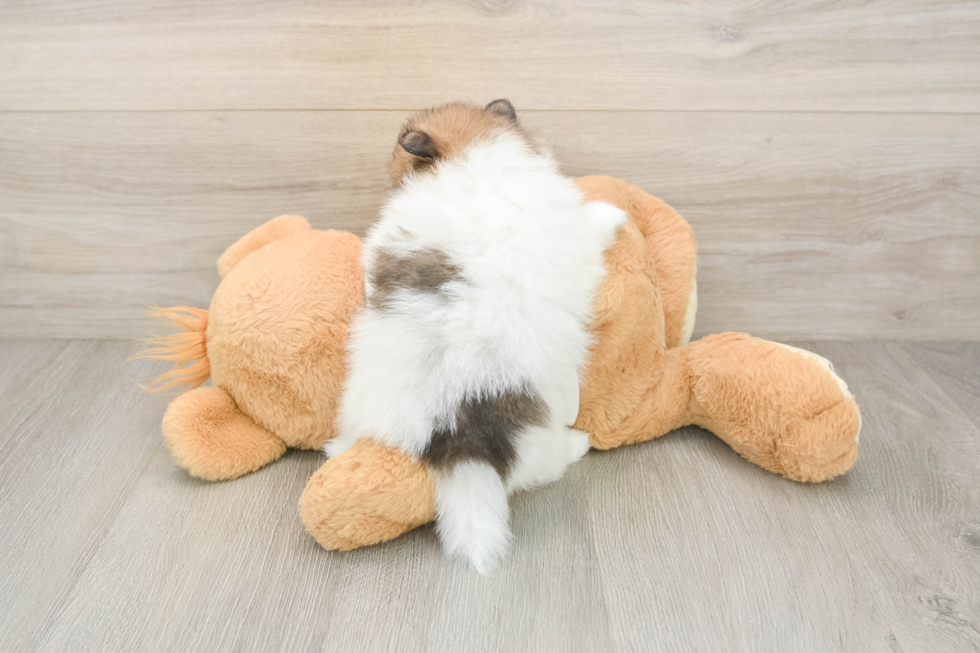 Best Pomeranian Baby