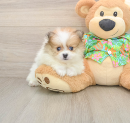 8 week old Pomeranian Puppy For Sale - Puppy Love PR