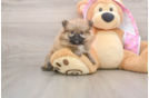 Best Pomeranian Baby