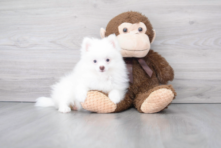 Meet Fluffy - our Pomeranian Puppy Photo 1/2 - Puppy Love PR Pomeranian Puppy for Adoption