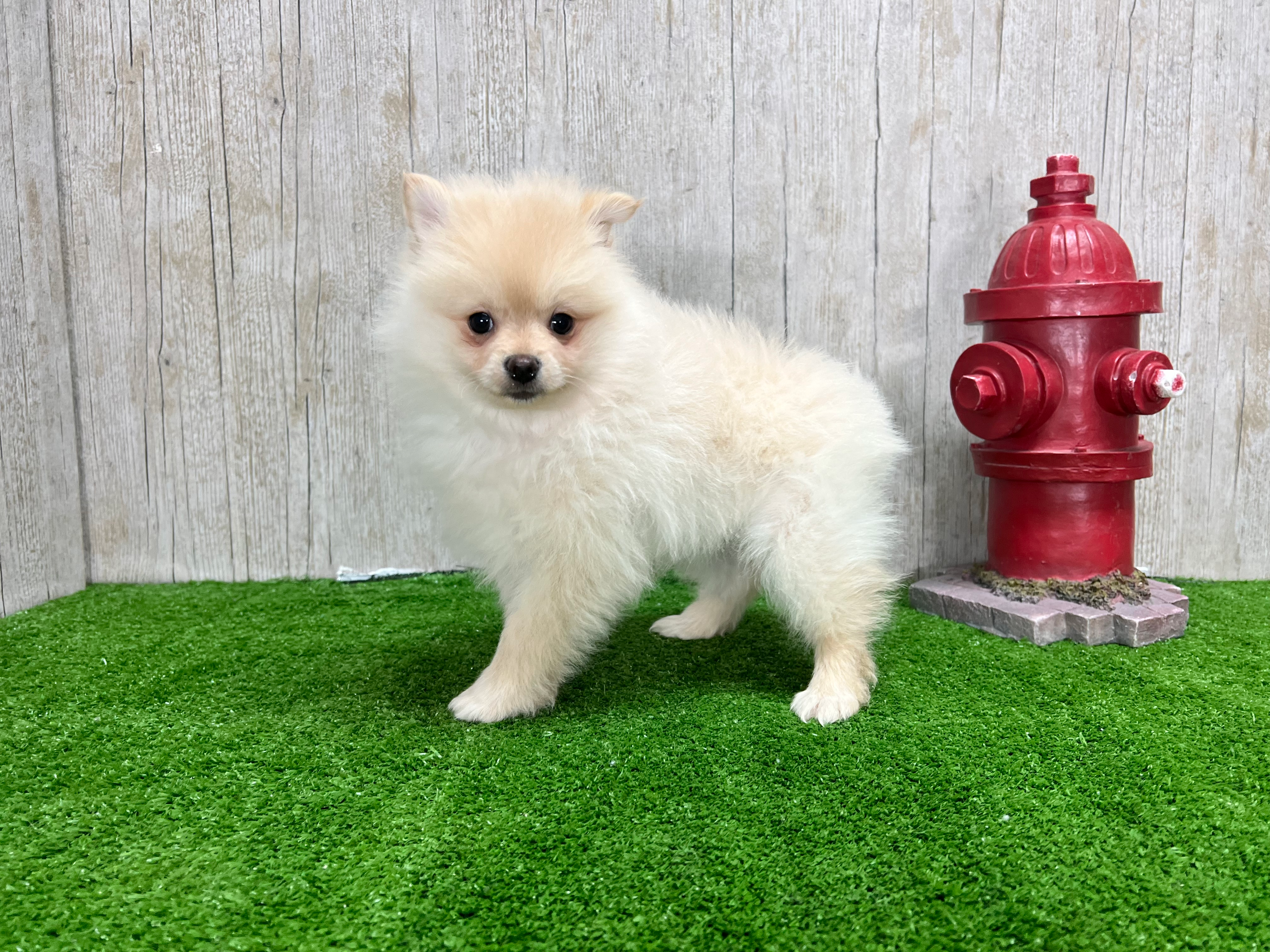 Pomeranian Puppy for Adoption