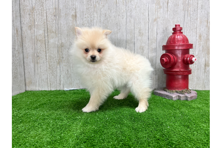 Meet Fluffy - our Pomeranian Puppy Photo 1/4 - Puppy Love PR Pomeranian Puppy for Adoption