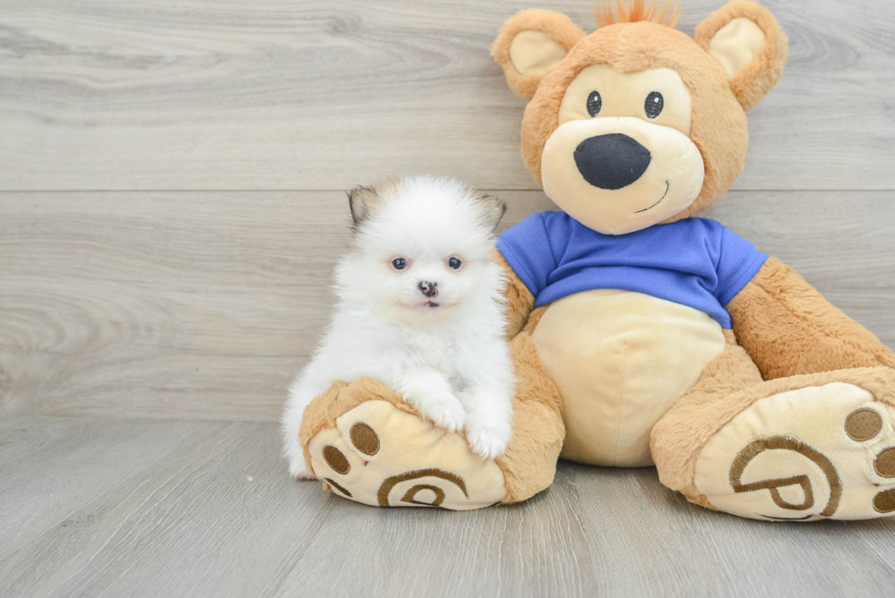 Little Pomeranian Baby