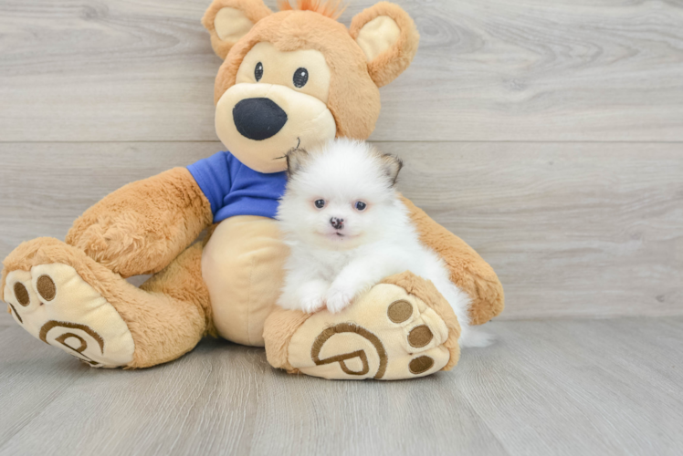 Pomeranian Pup Being Cute