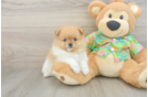 Pomeranian Pup Being Cute