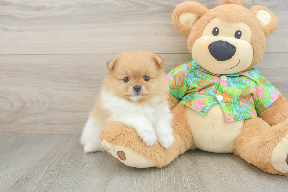 Pomeranian Pup Being Cute