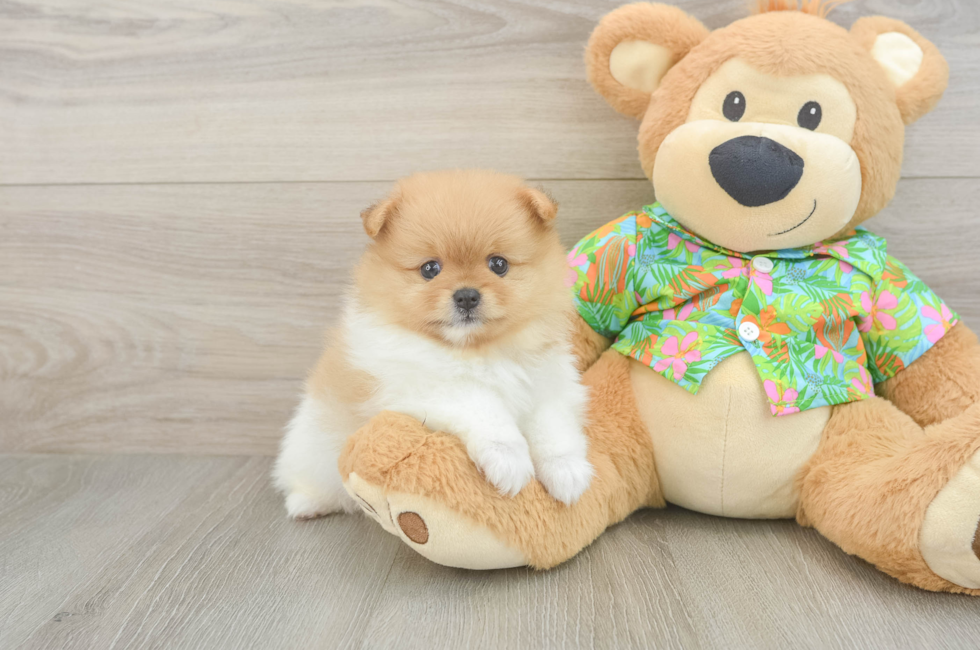 5 week old Pomeranian Puppy For Sale - Puppy Love PR