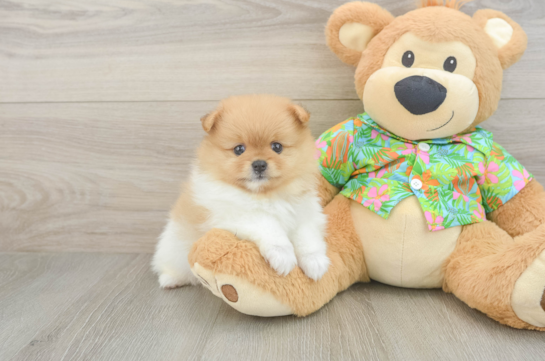 Pomeranian Pup Being Cute