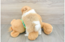 Playful Pomeranian Purebred Pup
