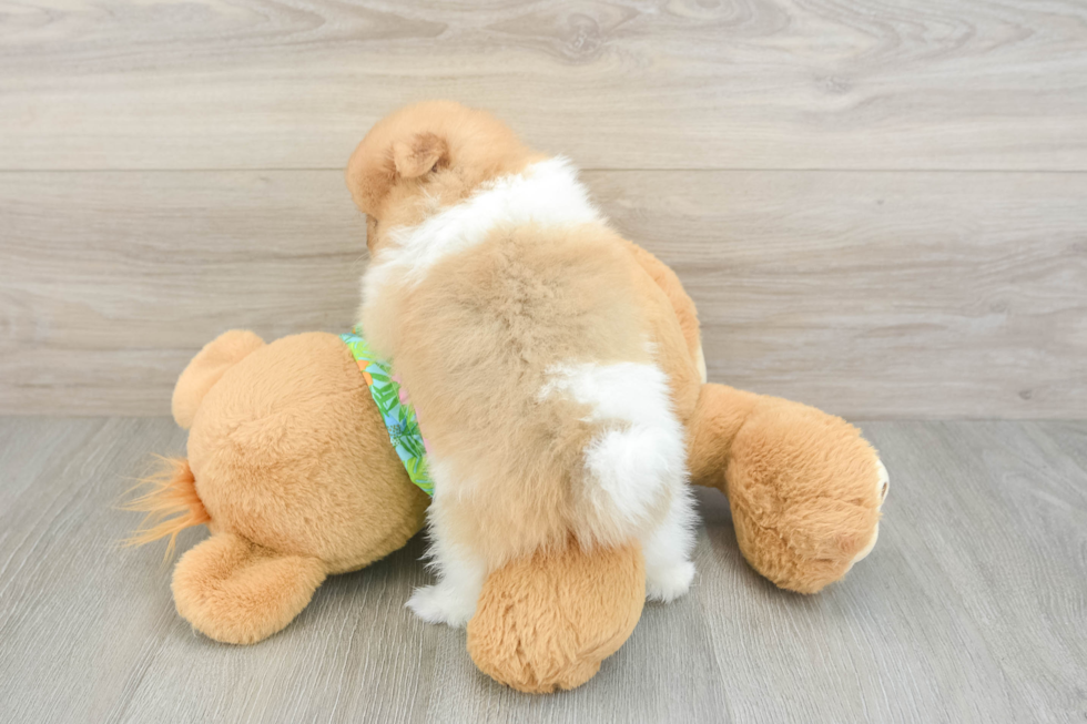 Playful Pomeranian Purebred Pup