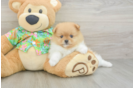Best Pomeranian Baby