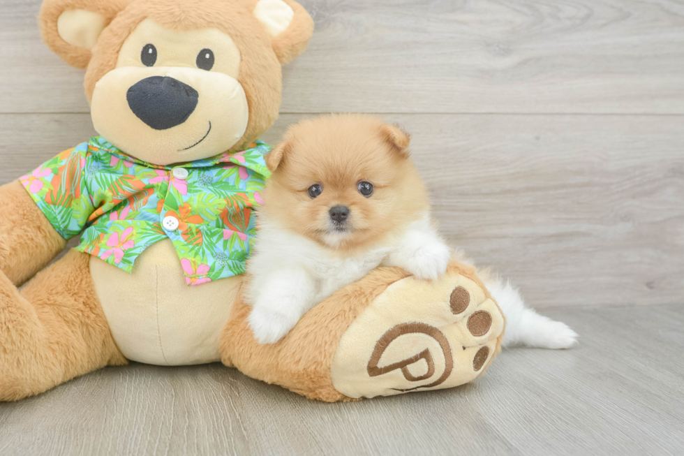 Best Pomeranian Baby