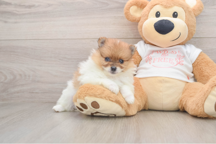 Pomeranian Puppy for Adoption