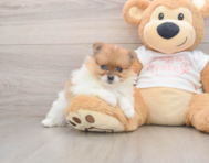 7 week old Pomeranian Puppy For Sale - Puppy Love PR