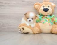 5 week old Pomeranian Puppy For Sale - Puppy Love PR