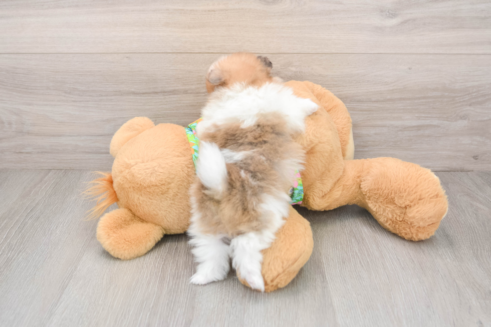 Playful Pomeranian Purebred Pup