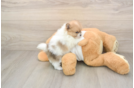 Pomeranian Pup Being Cute