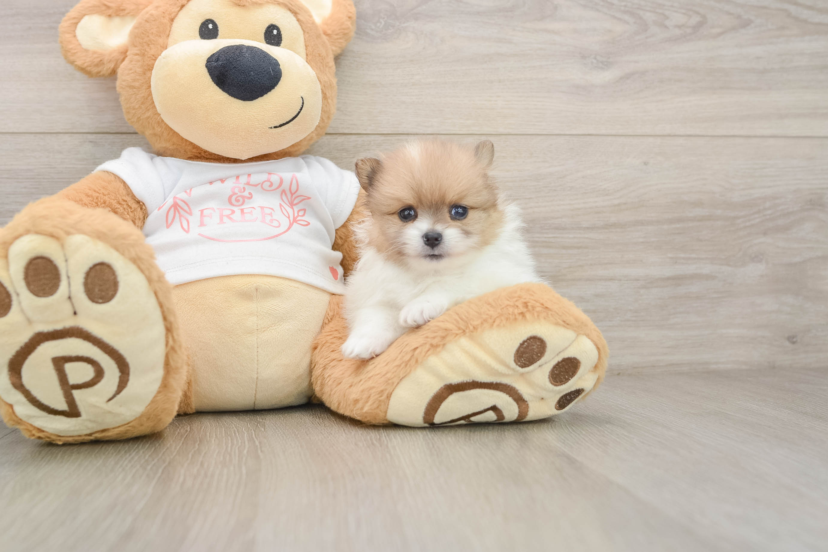 Best Pomeranian Baby