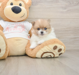 6 week old Pomeranian Puppy For Sale - Puppy Love PR