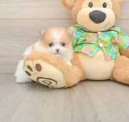 10 week old Pomeranian Puppy For Sale - Puppy Love PR