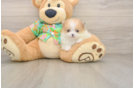Pomeranian Puppy for Adoption