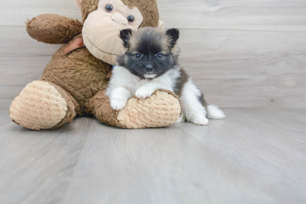 Pomeranian Pup Being Cute