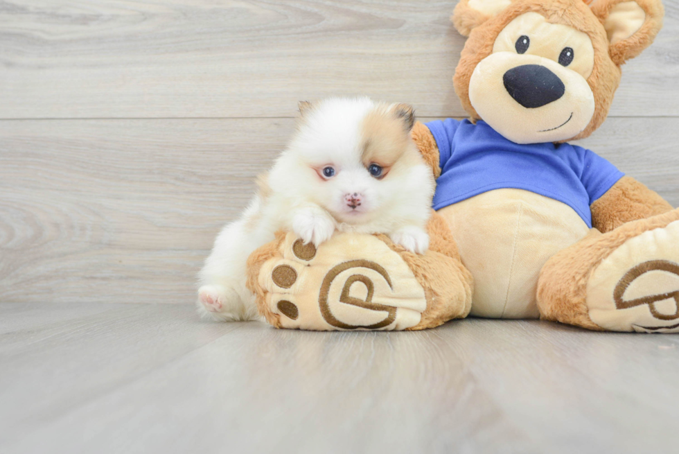 Little Pomeranian Purebred Pup