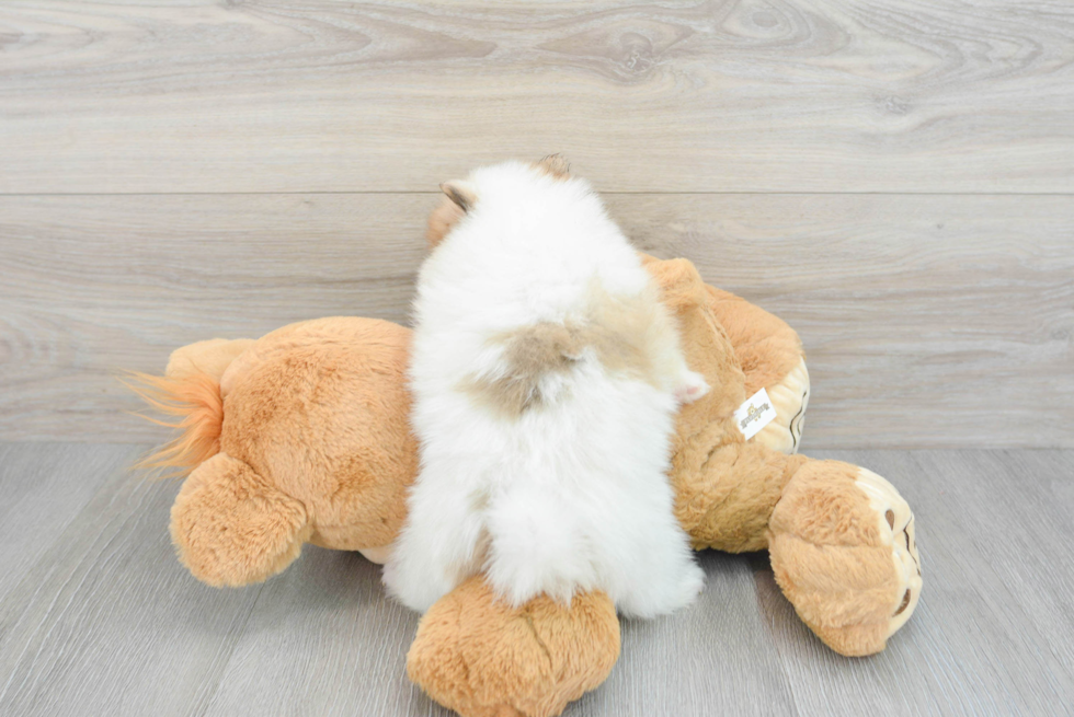 Pomeranian Pup Being Cute