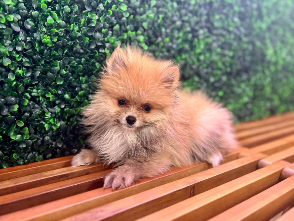Best Pomeranian Baby